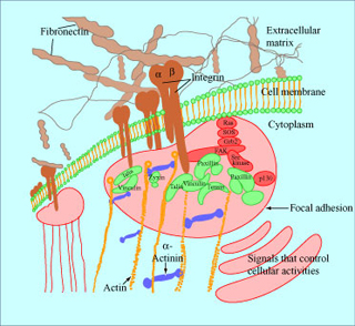 Diagram of cellular tissue. Diagram of cellular tissue.