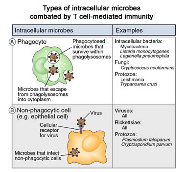 Image of intracellular microbes combated by T cell-mediated immunity.