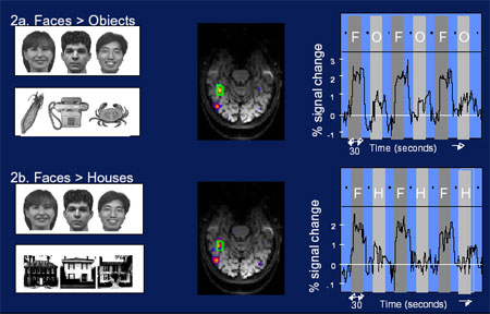 Comparison of sample fMRI scans of the brains of subjects looking at faces versus objects, and faces versus houses.