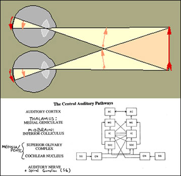 Two diagrams, top: the eyes and the projection of an arrow on the retinas; bottom: the auditory pathways.
