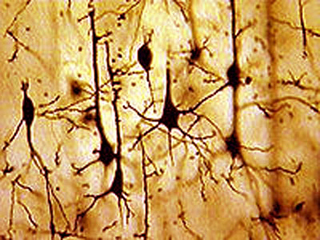Pyramidal neurons in the motor cortex of a mammal.