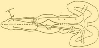 Dorsal view drawing of embryonic central nervous system.