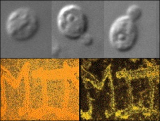 Photo showing MIT spelled with budding S. cerevisiae.