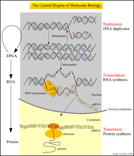 Central Dogma.