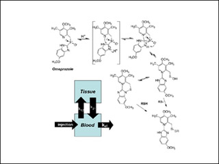 Pharmacogenetic determinants of the metabolism and anti-ulcer activity of omeprazole.