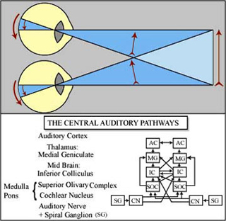 Diagrams: Eyes and projection of arrow on back of retinas and auditory pathways.