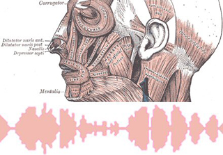 Image of facial muscles with vocal sound wave graph.